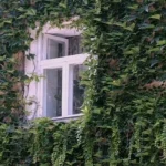 Ο ειδικός ονόμασε 4 "επιθετικά" φυτά που δεν πρέπει να φυτεύονται κοντά στο σπίτι 4-.webp.webp